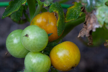 Green cherry tomatoes on the vine.