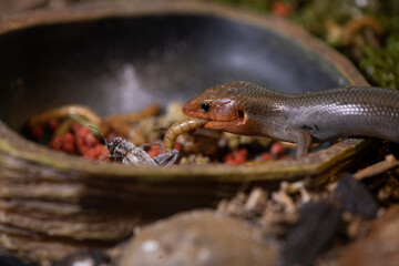 Adult male broad-head skink portrait.
