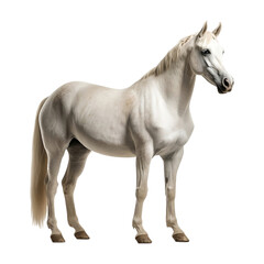 Obraz na płótnie Canvas white horse isolated 