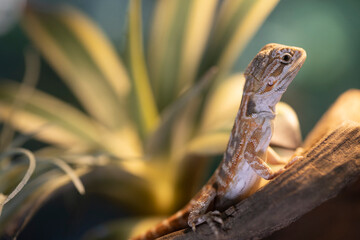 Portrait of a young bearded dragon.