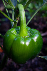 Fresh green bell pepper on vine.