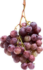uvas, uvas moradas, uva roja, frutas, uva rosada, racimo de uvas