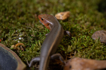 Adult male broad-head skink portrait.
