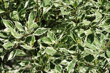 shrub with green leaves with white edging