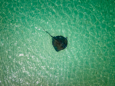 vista cenital de una mantarraya