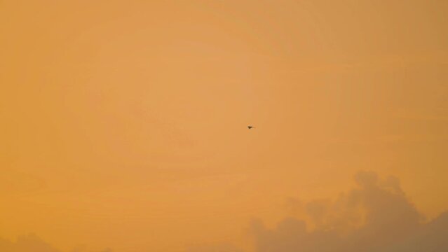 Bird flying slow motion on sunset sky background