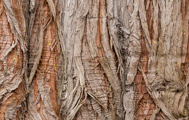 Closeup of textures and patterns in bark of a Western red cedar tree
