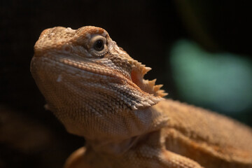 Portrait of a young bearded dragon.