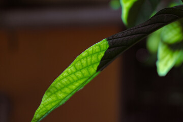 Hoja de aguacate