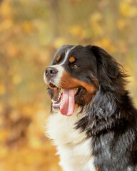 A profile of a  Bernese Mountain Dog sitting with his tongue out
