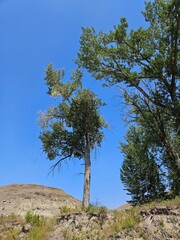 Looking up from a low angle view at trees along the riverbank and a clear blue sky.
