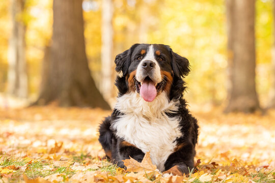 A smiling Bernese Mountain Dog lying down in a sunny fall forest