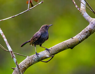 Indian robin