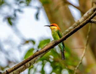 Orange headed bee-eater
