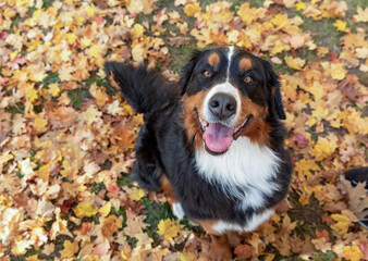 A sweet Bernese Mountain Dog sitting in yellow fall leaves