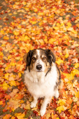 A shepherd dog sitting on colorful fall leaves