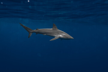 Stunning underwater capture of a shark gracefully navigating the deep blue ocean, showcasing nature's powerful elegance