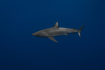 Stunning underwater capture of a shark gracefully navigating the deep blue ocean, showcasing nature's powerful elegance