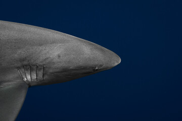 Stunning underwater capture of a shark gracefully navigating the deep blue ocean, showcasing nature's powerful elegance
