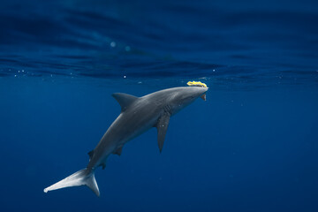 Stunning underwater capture of a shark gracefully navigating the deep blue ocean, showcasing nature's powerful elegance