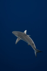 Stunning underwater capture of a shark gracefully navigating the deep blue ocean, showcasing nature's powerful elegance
