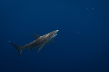 Stunning underwater capture of a shark gracefully navigating the deep blue ocean, showcasing nature's powerful elegance