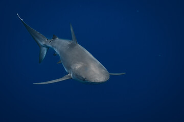 Stunning underwater capture of a shark gracefully navigating the deep blue ocean, showcasing nature's powerful elegance