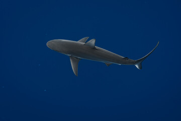 Stunning underwater capture of a shark gracefully navigating the deep blue ocean, showcasing...
