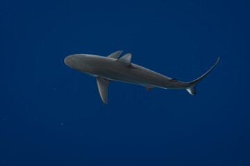 Stunning underwater capture of a shark gracefully navigating the deep blue ocean, showcasing nature's powerful elegance
