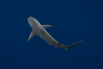Stunning underwater capture of a shark gracefully navigating the deep blue ocean, showcasing nature's powerful elegance
