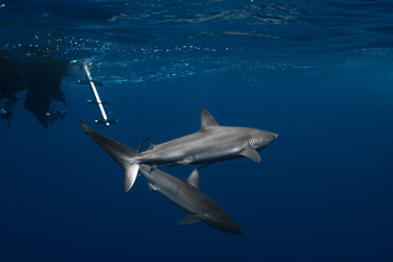 Stunning underwater capture of a shark gracefully navigating the deep blue ocean, showcasing nature's powerful elegance