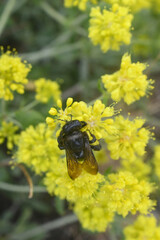 Carpenter bee on yellow peppergrass, Hells Kitchen Overlook, Calaveras County, California 