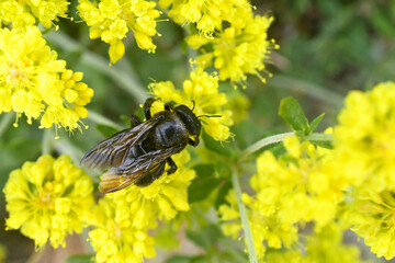 Crenulated wings of Carpenter bee on yellow peppergrass, Hells Kitchen Overlook, Calaveras County, California 