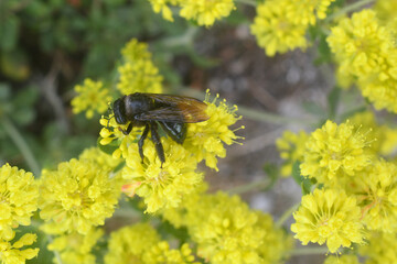 Carpenter bee grasping yellow peppergrass, Hells Kitchen Overlook, Calaveras County, California 