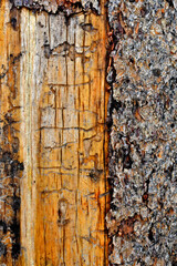 Bark beetle damage occurs directly under tree bark in cambial layer