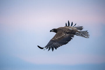 White-tailed Sea-eagle