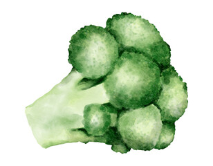broccoli watercolor illustration isolated element