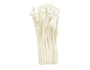 enoki mushrooms watercolor illustration isolated element