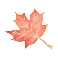 red maple leaf
