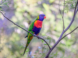 Lorikeet On Wattle