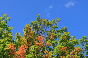 青空と紅葉し始めた木　カナダ モントリオール