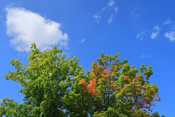 青空と紅葉し始めた木　カナダ モントリオール
