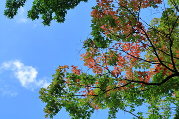 青空と紅葉し始めた木　カナダ モントリオール