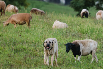  Sheepdog with Sheep