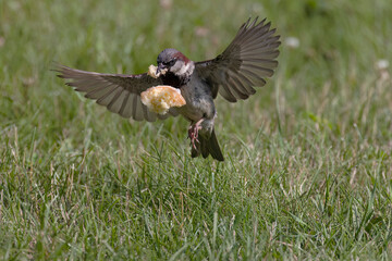 The House Sparrow (Passer domesticus) . Male carrying away a piece of bread.