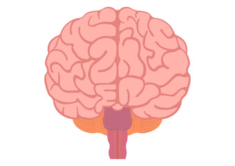 正面から見た人間の脳のイラスト