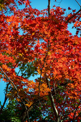 金鱗湖　湯布院｜湖の辺りを散策すると色鮮やかな紅葉に魅了されます
