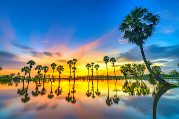 Beautiful landscape of nature with dramatic cloudscape, row of palm trees in silhouette reflect on...