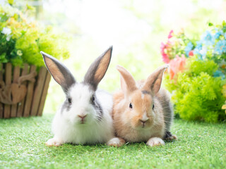 Two rabbit lie down on grass with green nature background. Lovely action of young rabbit.