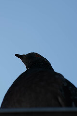 crow on the ground
